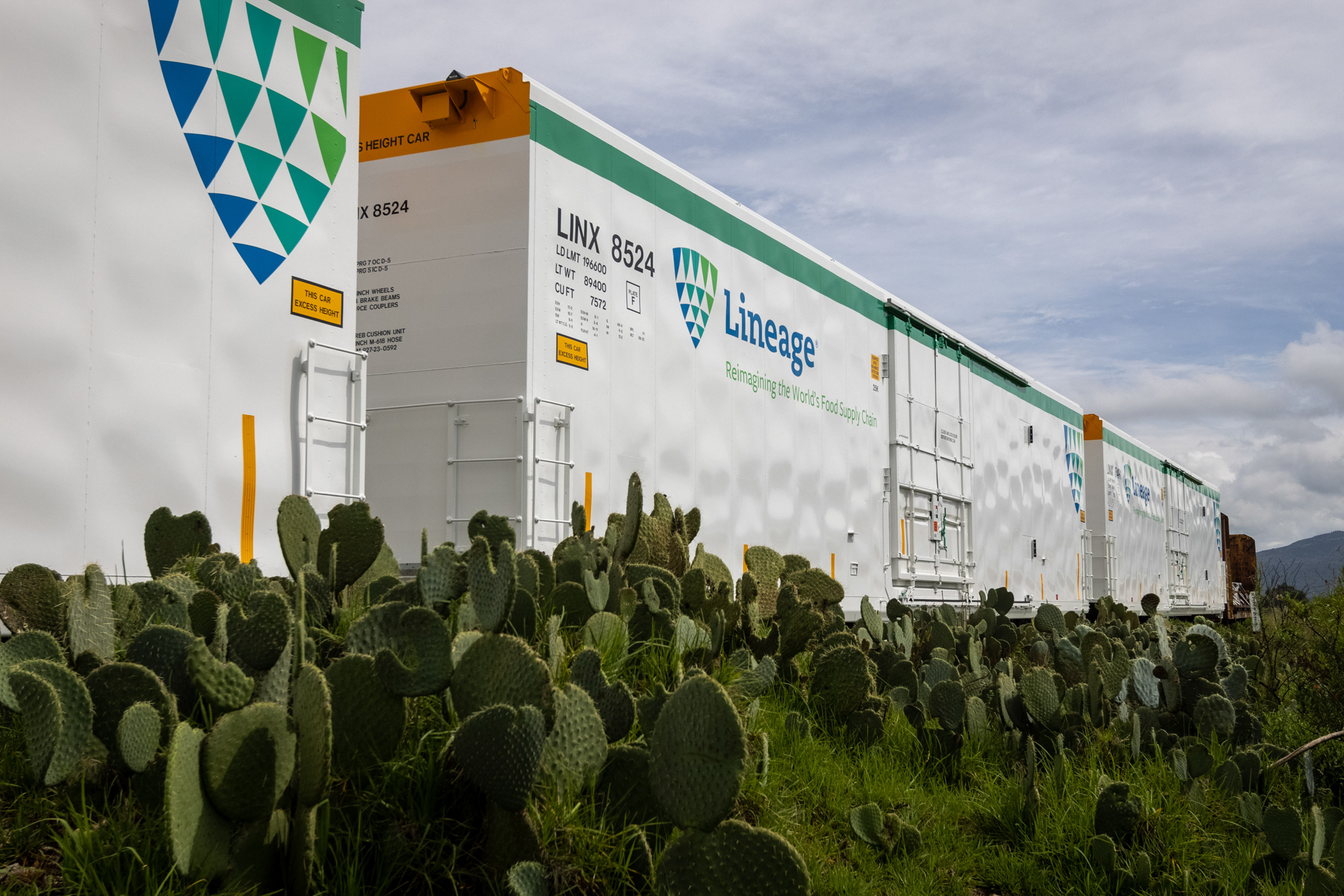 El linaje se entrena detrás del cactus