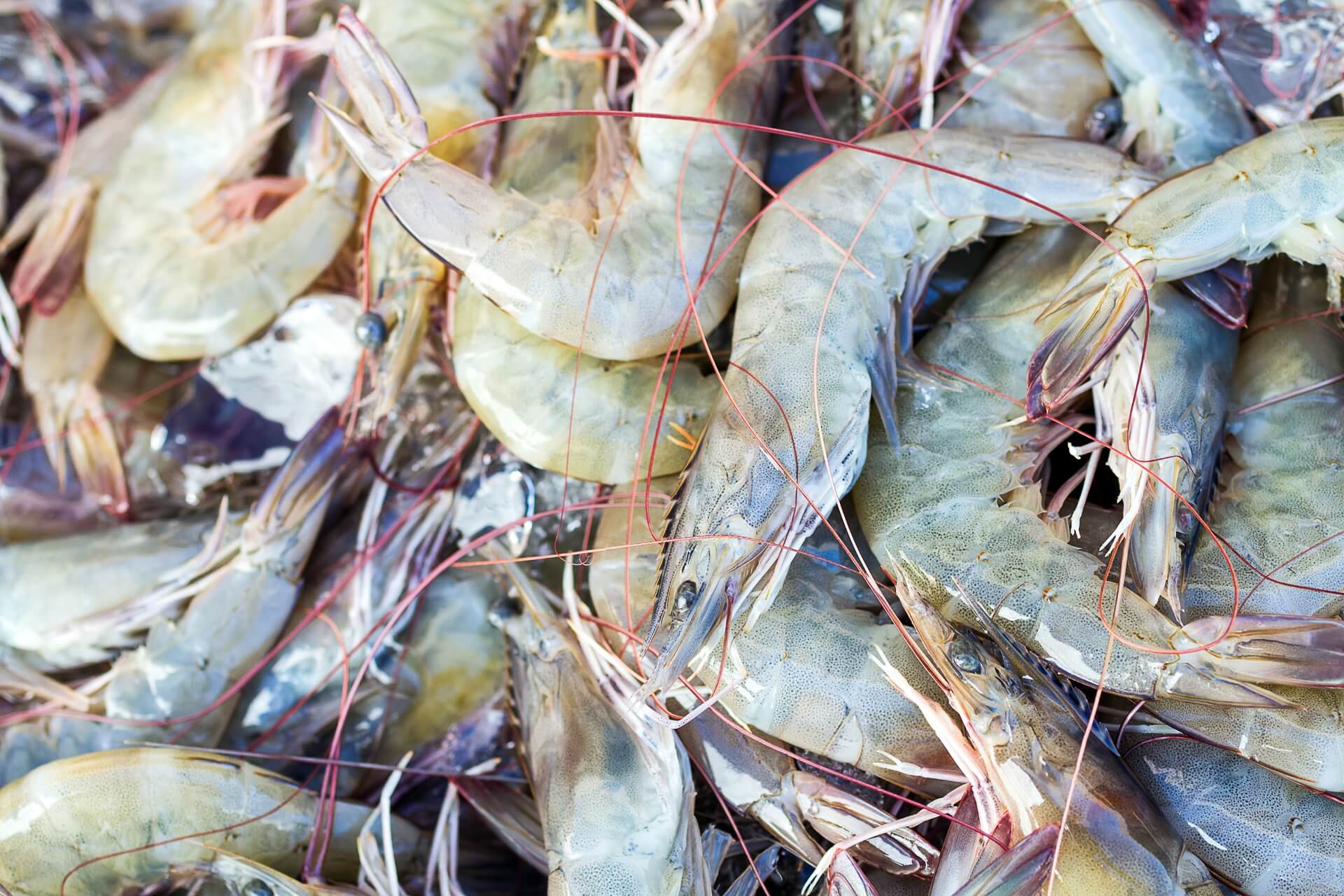 Un primer plano de gambas frescas sin cocer de Nordic Seafood, que pone de relieve la calidad y frescura del marisco en el proceso de suministro de la cadena de frío.