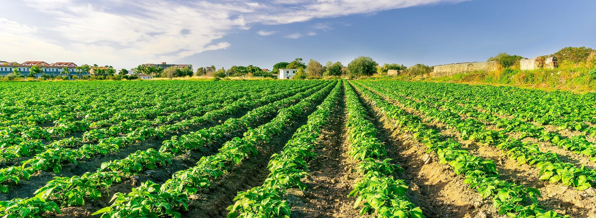 Wide view of a healthy green crop field under a blue sky, representing the early stages of a record harvest in the frozen produce supply chain