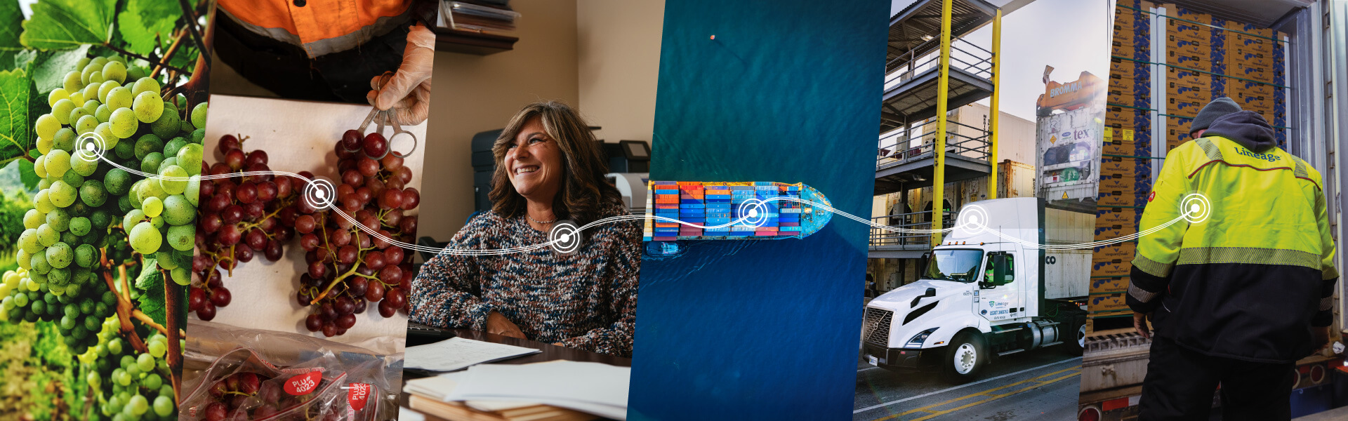 Visual timeline showing the journey of Peruvian grapes from harvest to U.S. grocery stores, supported by Lineage’s cold chain logistics.