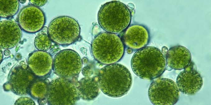Microscopic view of algal cells, representing how Lineage customized the cold chain for a specialty customer handling algal-based products