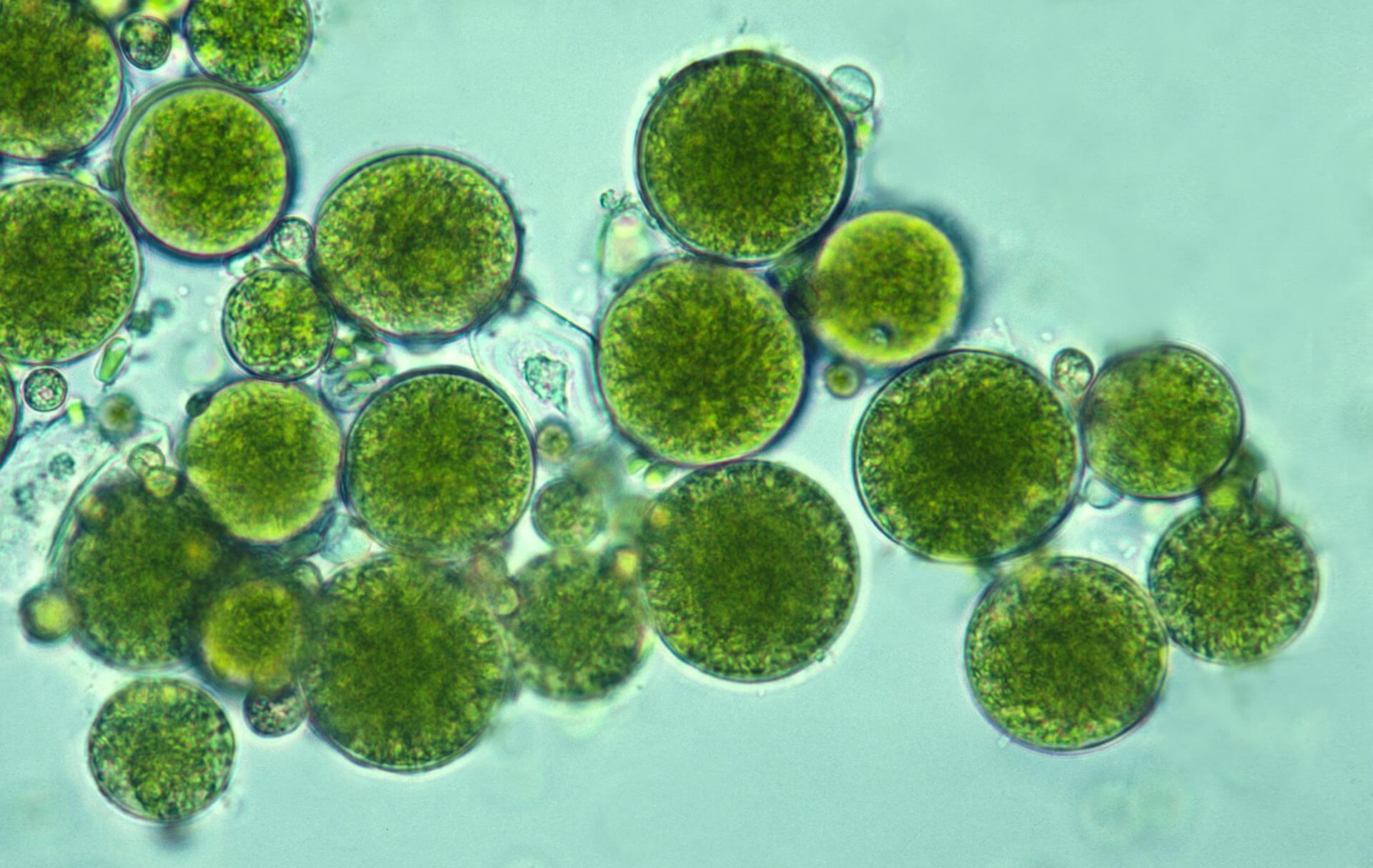 Microscopic image of algal cells, representing specialty cold chain storage and handling for algal oils and biomass products at Lineage