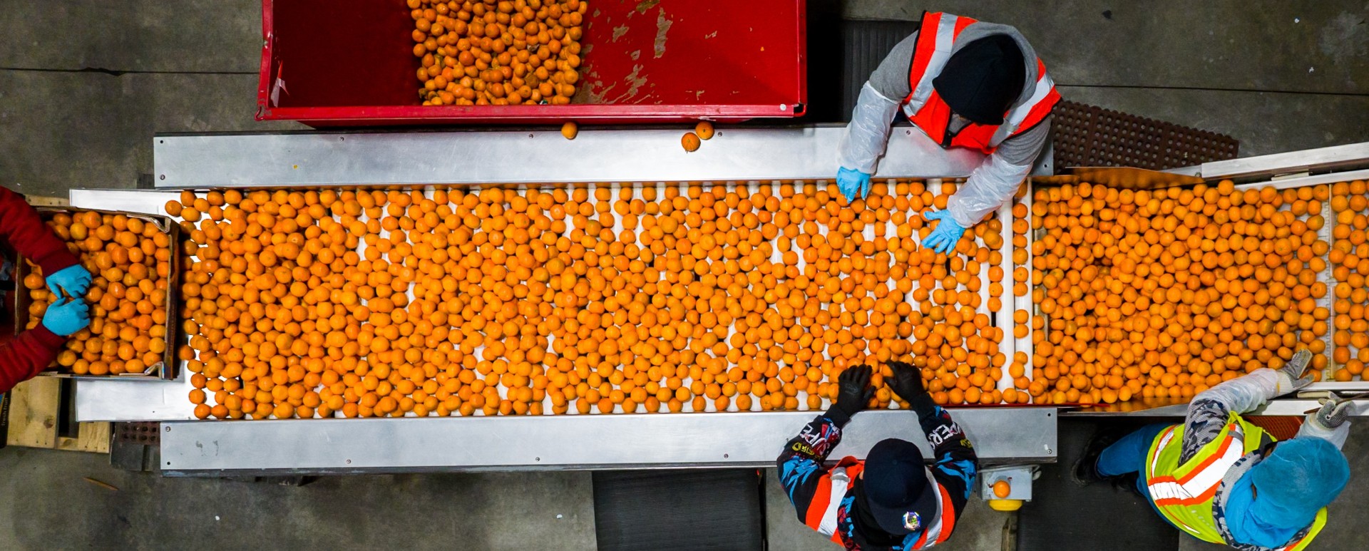 Workers sorting fresh oranges on a conveyor belt in a packing facility