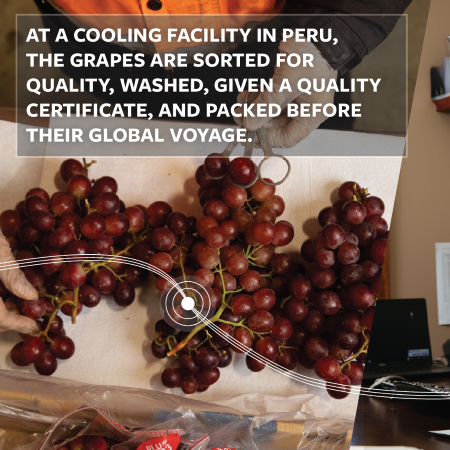 Worker sorting and packing red grapes at a cooling facility in Peru before export.