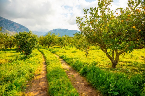 Orange trees growing in a sunlit orchard with a dirt path running between rows
