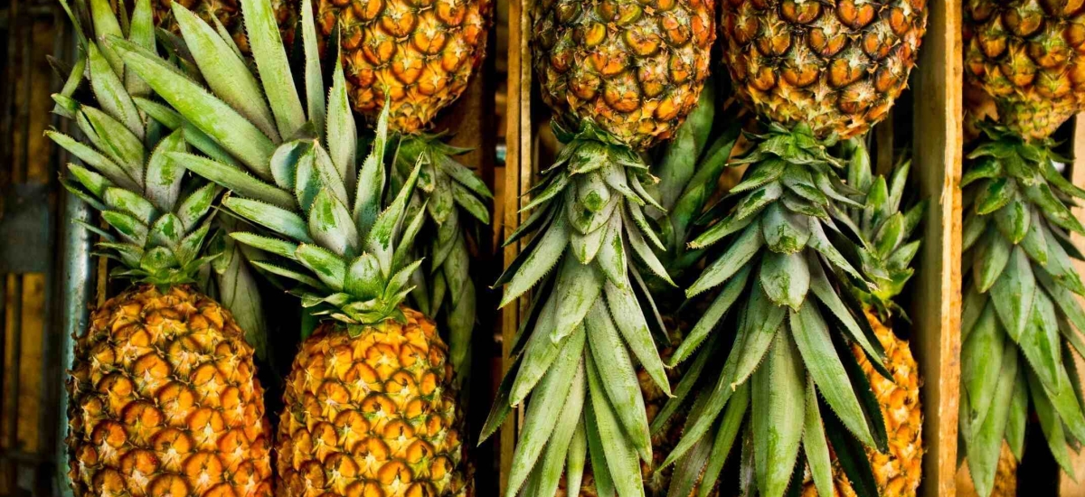 Fresh pineapples in neat rows