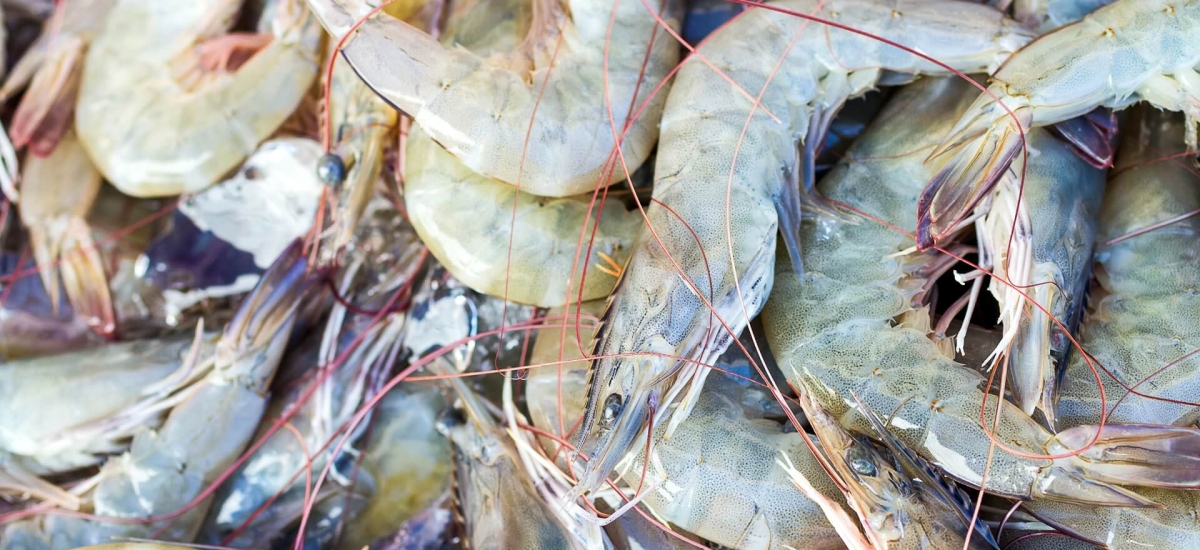A close-up view of fresh, uncooked shrimp from Nordic Seafood, highlighting the seafood quality and freshness in the cold chain supply process.