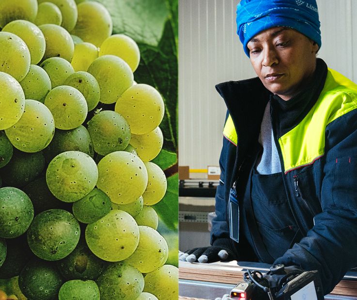 grapes and female team member in cold storage warehouse
