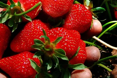 Poignée de fraises fraîches