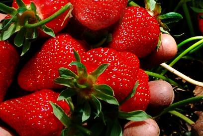 Handful of fresh strawberries