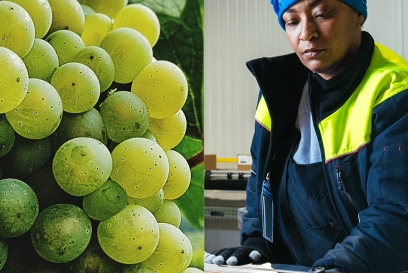 grapes and female team member in cold storage warehouse