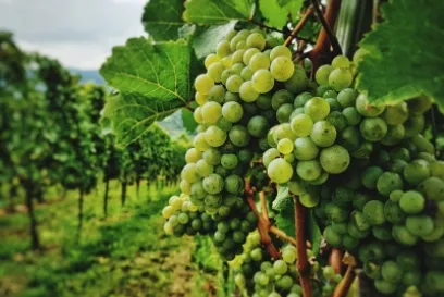 Uvas verdes en un viñedo del valle peruano de Ica.