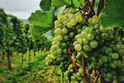 Green grapes growing on the vine in a vineyard in Peru’s Ica Valley
