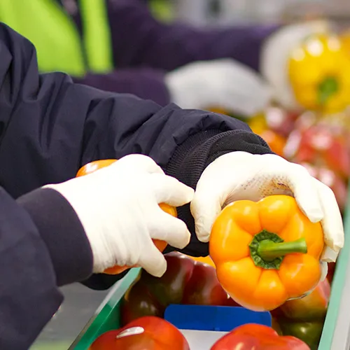 Bande-annonce sur la fabrication alimentaire