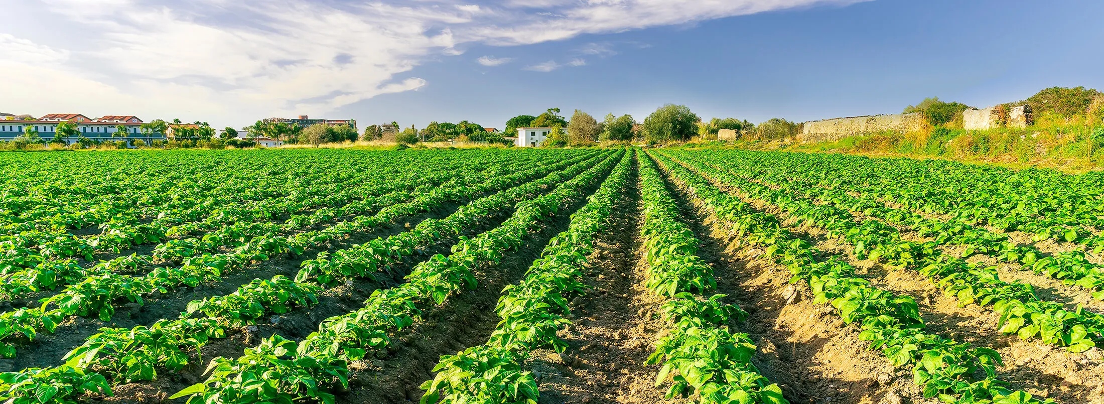 Champ de légumes prêts à être récoltés et mis en marché.