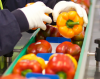 Handling peppers