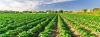 Field of vegetables ready to harvest and go to market.